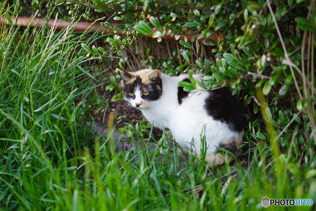 ねこ　その５８４