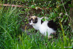 ねこ　その５８４