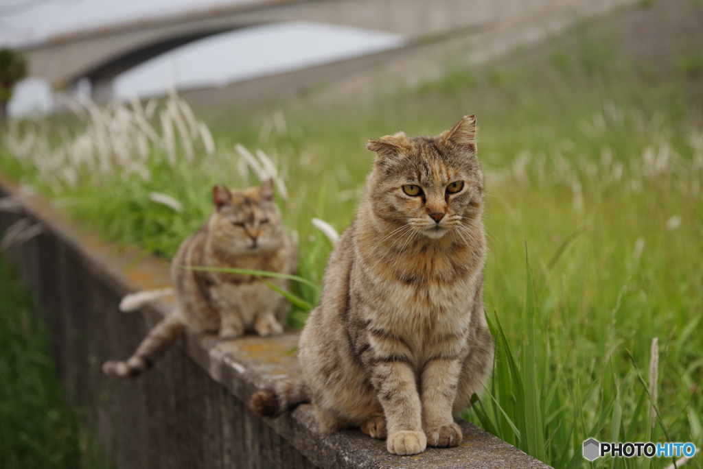 ねこ　その６４２