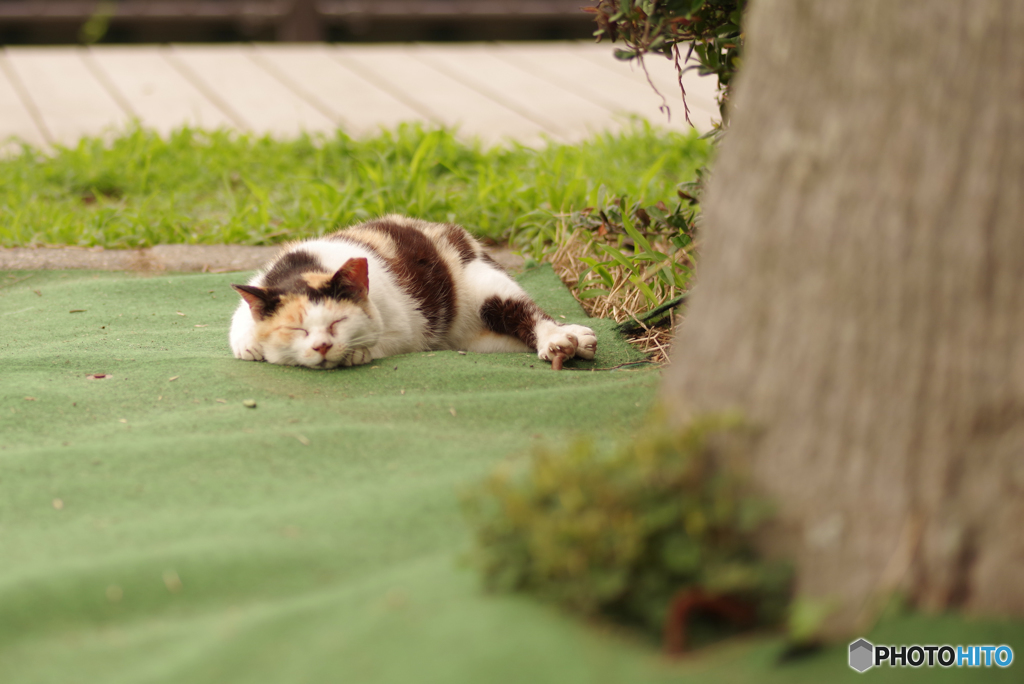 ねこ　その７０６