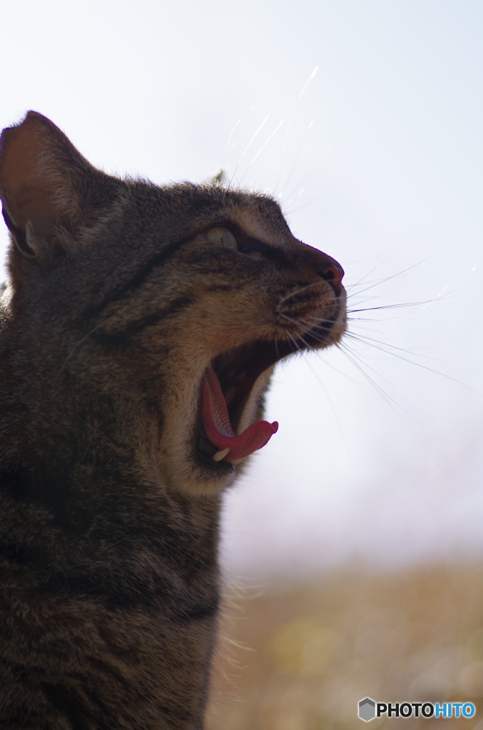 ねこ　その１７