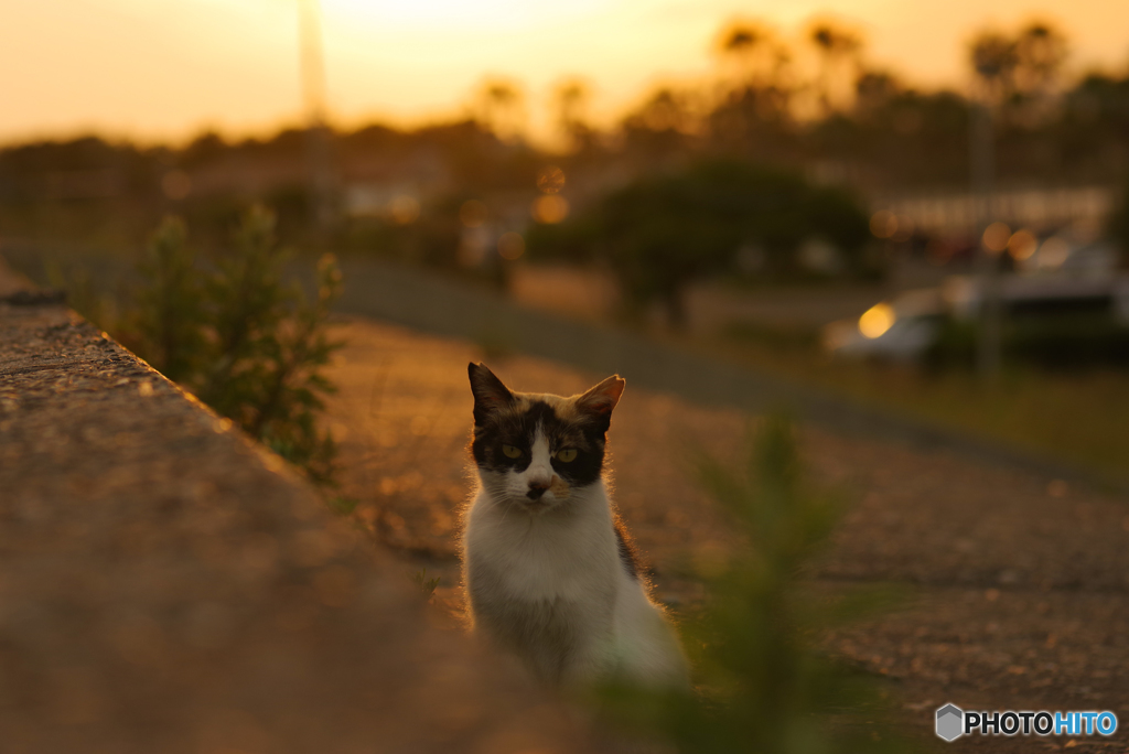 ねこ　その６７２