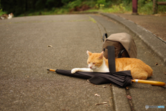 ねこ　その２３０の３