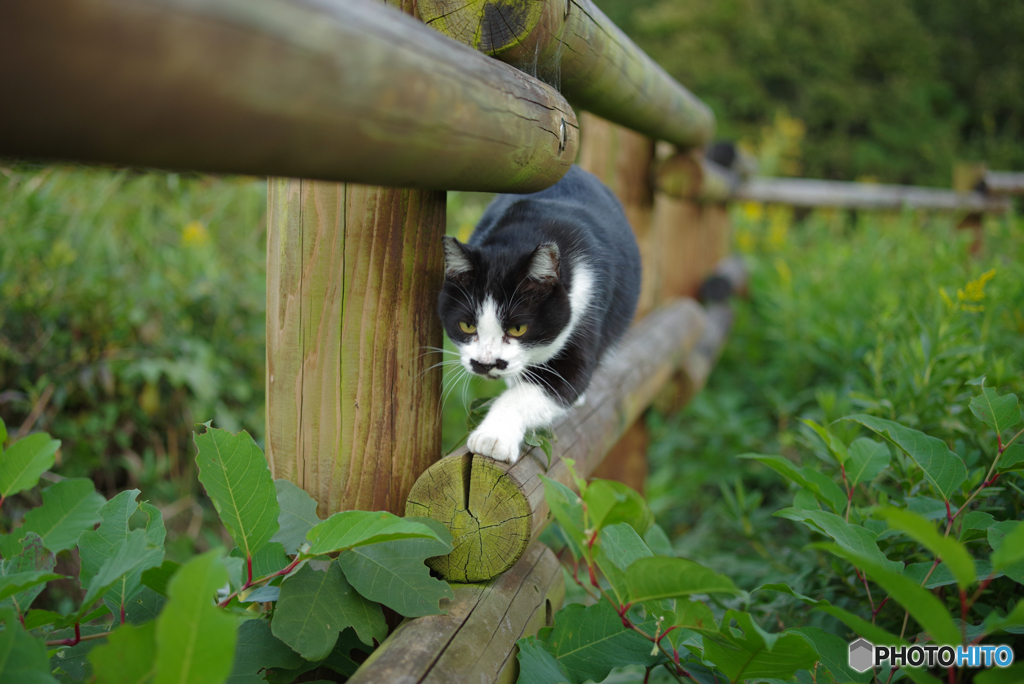 ねこ　その３１１