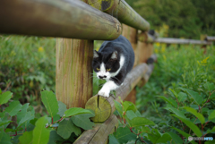 ねこ　その３１１