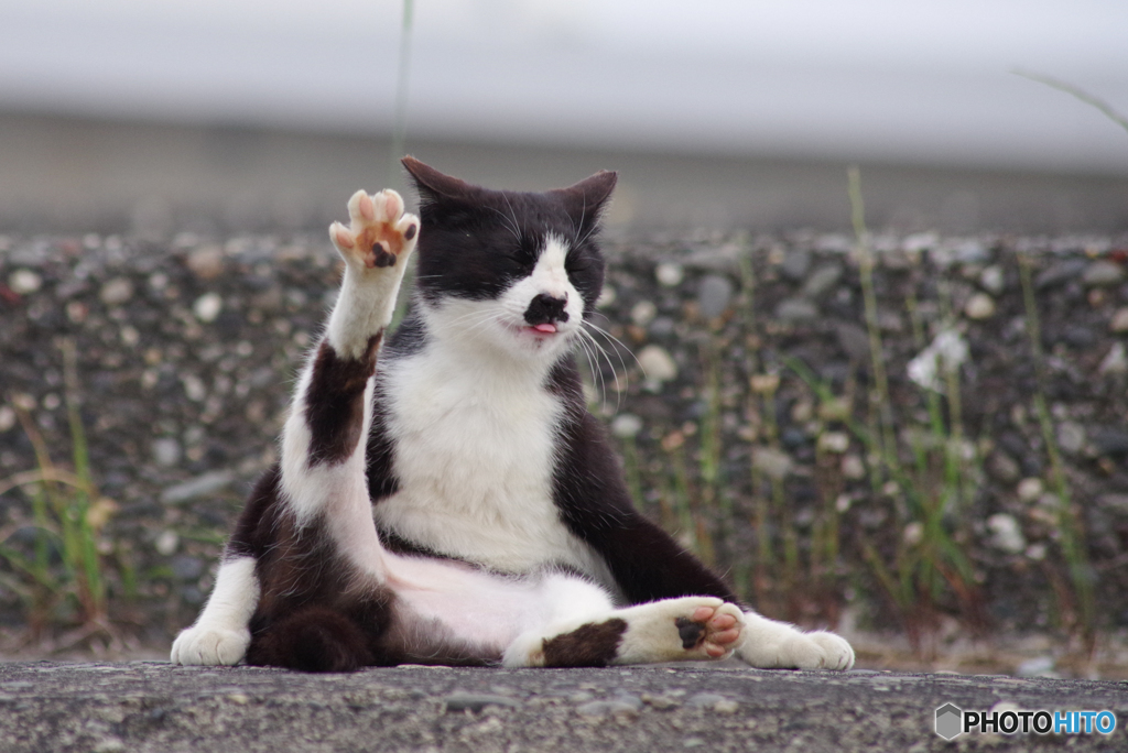 ねこ　その６３９