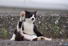 ねこ　その６３９