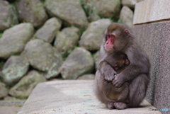 高崎山の親子猿