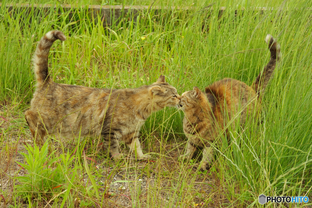 ねこ　その６４６