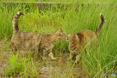 ねこ　その６４６