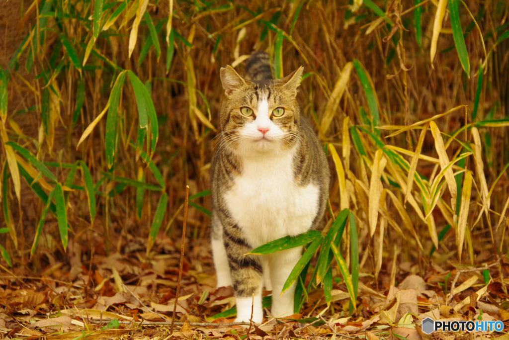 ねこ　その４５１