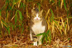 ねこ　その４５１