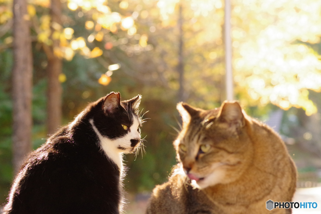 ねこ　その３７９