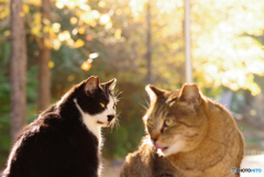ねこ　その３７９