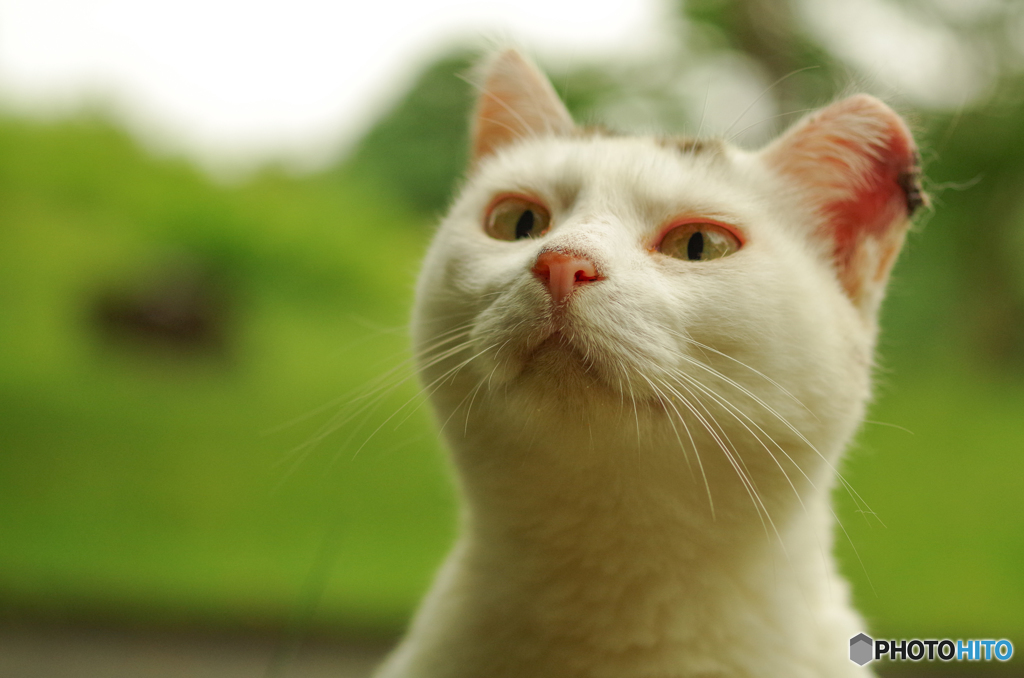 ねこ　その１２０