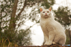 ねこ　その５０７