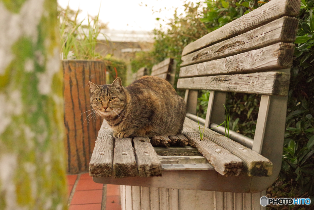 ねこ　その１００５