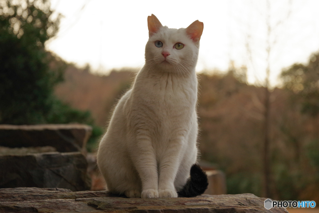 ねこ　その４５０