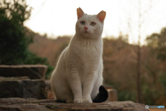 ねこ　その４５０