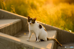 ねこ　その７７２