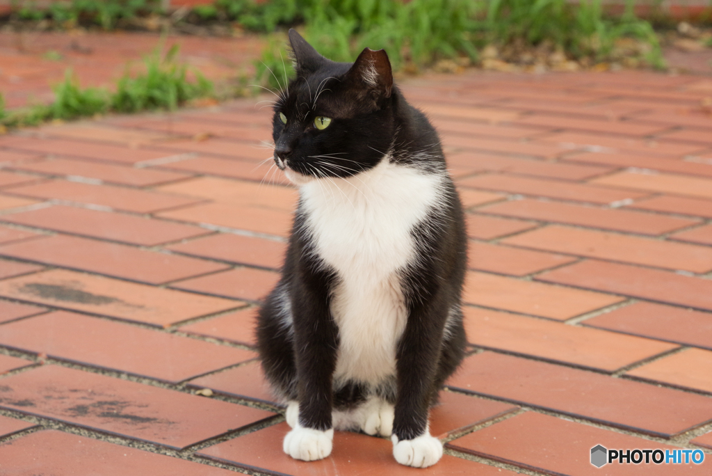 ねこ　その８４５