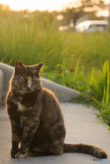 ねこ　その６２６