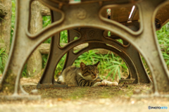 ねこ　その１６２