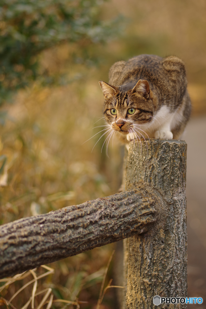 ねこ　その４５８