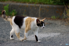 ねこ　その７４２