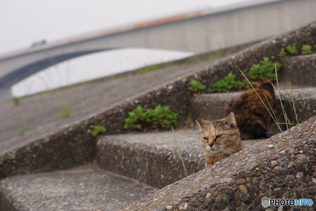 ねこ　その６３６