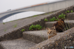 ねこ　その６３６