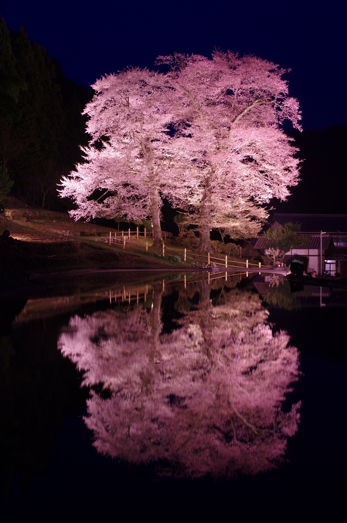 夜の苗代桜 '16