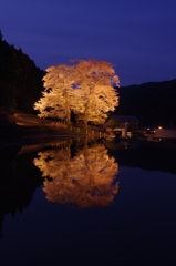 夜の苗代桜 '16