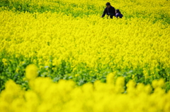 菜の花ツーリング