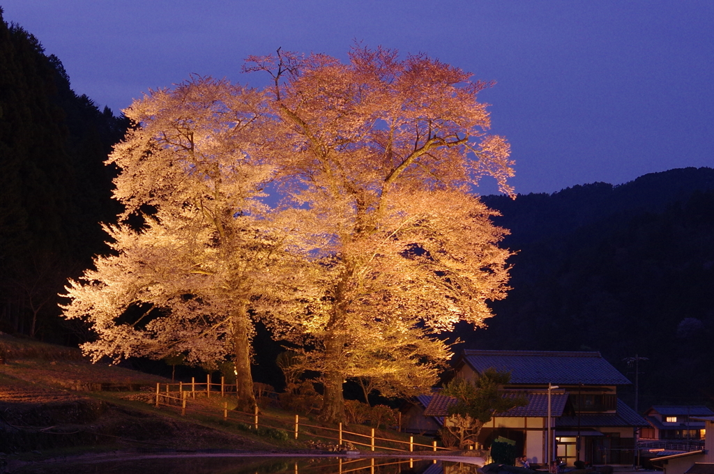 夜の苗代桜 '16