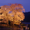 夜の苗代桜 '16