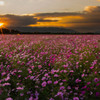 隙間夕日に照らされて