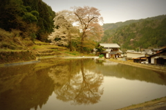 昼の苗代桜