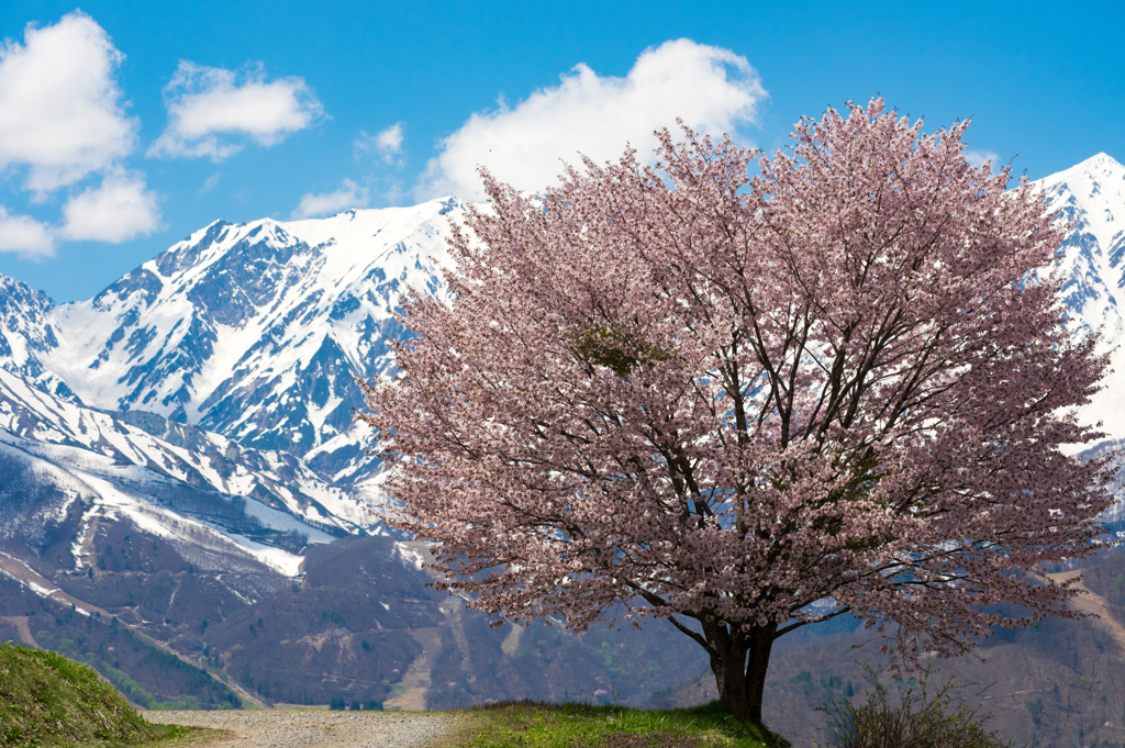 野平のいっぽん桜