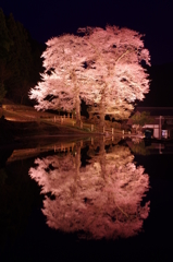 夜の苗代桜 '16