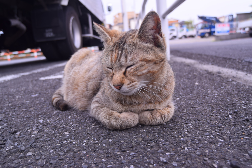 きゅ〜