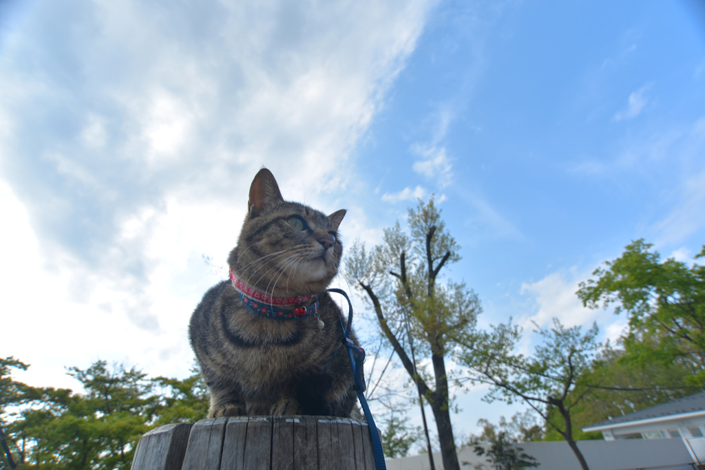 天空のにゃー
