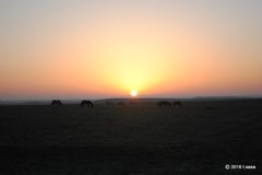 内モンゴル大草原の朝2