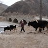 牛の散歩。（中国青海省にて）