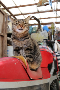 にゃに見てんだよう