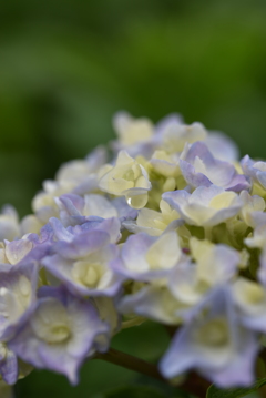 雨上がりの紫陽花