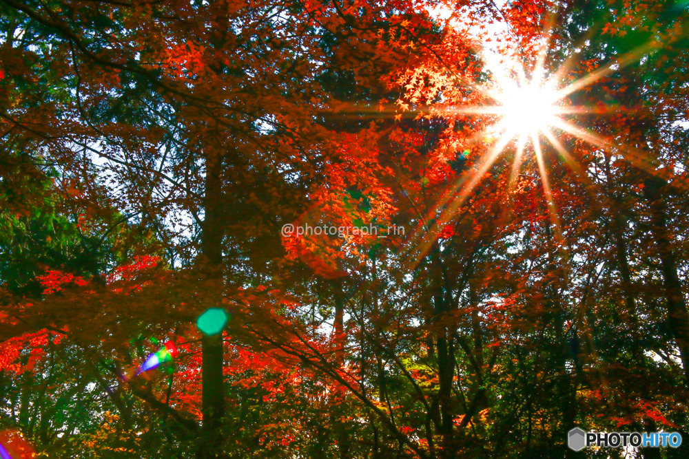 秋晴れの紅葉