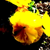 お花です。