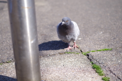 なぜ逃げぬ？