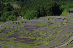 丸山千枚田